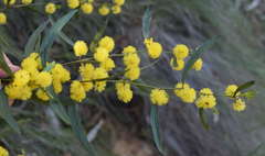 Acacia verniciflua