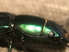 Temnoscheila virescens