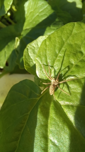 European Nursery Web spider