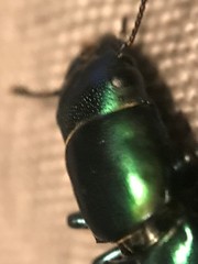 Temnoscheila virescens