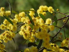 Acacia leprosa