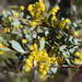 Acacia buxifolia buxifolia - Photo (c) Kevin Sparrow, some rights reserved (CC BY), uploaded by Kevin Sparrow