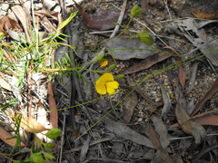 Gompholobium pinnatum