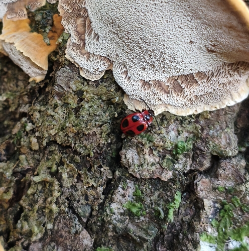 False Ladybird