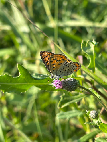 Sooty Copper