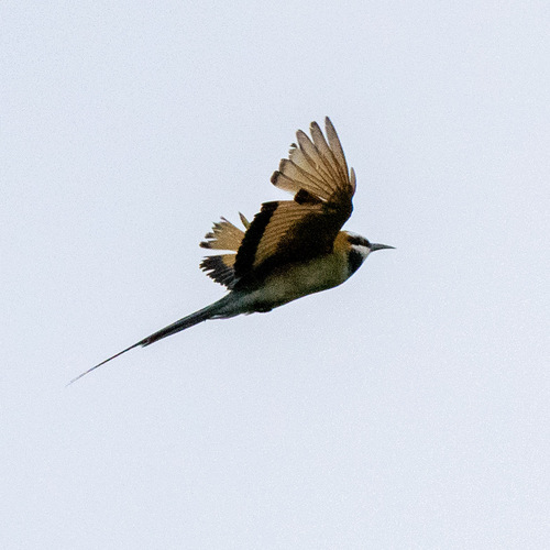 iNaturalist image