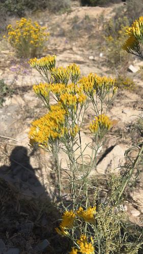 Rubber Rabbitbrush