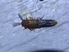 Distremocephalus texanus