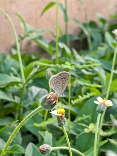 Lesser Grass Blue