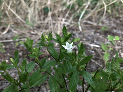 Spigelia texana