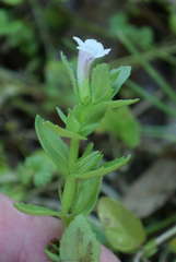 Gratiola pubescens