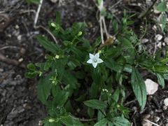 Spigelia texana