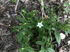 Spigelia texana