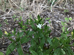 Spigelia texana