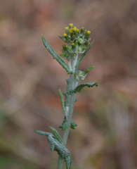 Senecio hispidulus