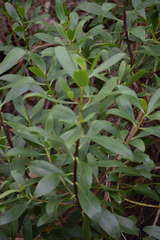 Myoporum insulare