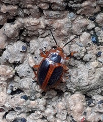 Epipocinae