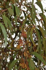 Amyema pendula pendula