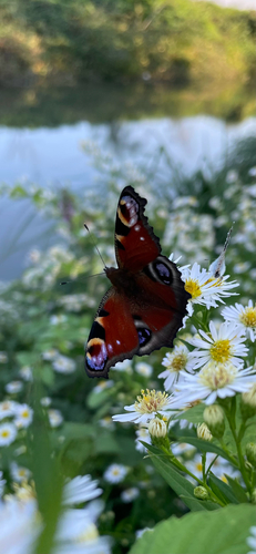 European Peacock Butterfly