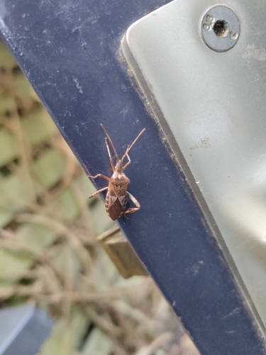 Western Conifer Seed Bug