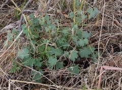 Malva preissiana