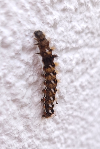Knot Grass Moth
