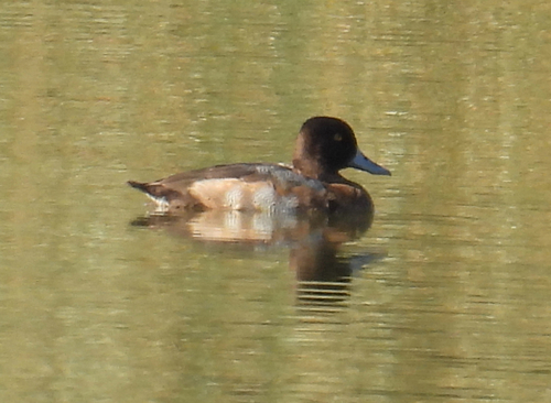 Lesser Scaup