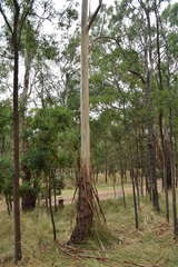 Eucalyptus viminalis viminalis
