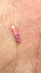 Microphotus angustus