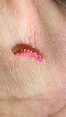 Microphotus angustus