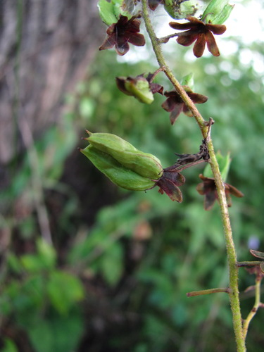 Veratrum maackii observed 2026-08-31