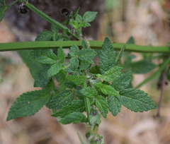 Cedronella canariensis