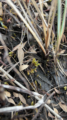 Scorpidium scorpioides observed 2026-09-24