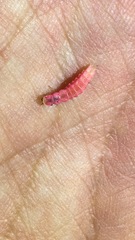 Microphotus angustus