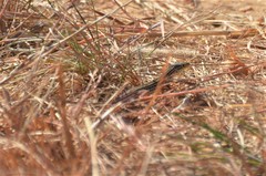 Latastia johnstonii