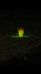 Microphotus angustus