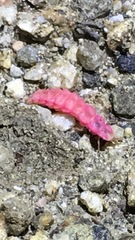 Microphotus angustus