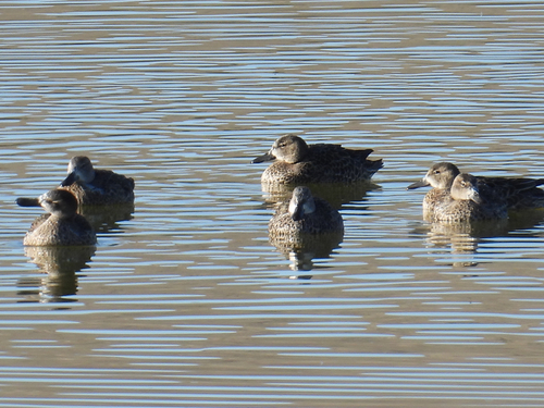 Blue-winged Teal