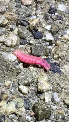 Microphotus angustus