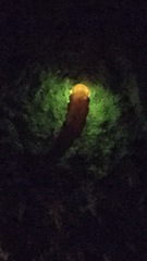 Microphotus angustus