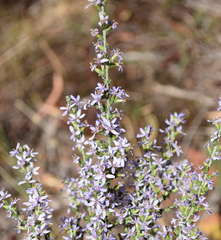Olearia lanuginosa