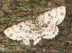 Ophthalmitis herbidaria