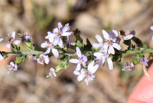 Image of Olearia lanuginosa by (c) Kevin Sparrow, some rights reserved (CC BY)