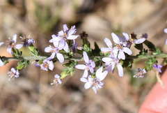 Olearia lanuginosa