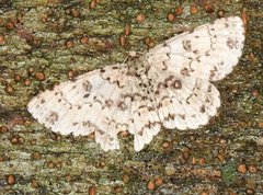 Ophthalmitis herbidaria
