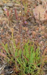 Plantago coronopus coronopus