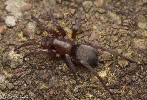 Mouse spider