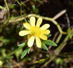 Ranunculus glabrifolius