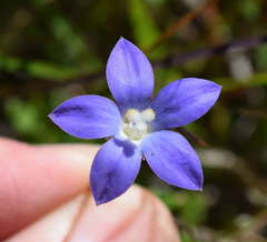 Wahlenbergia stricta stricta