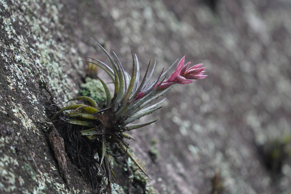Tillandsia sucrei